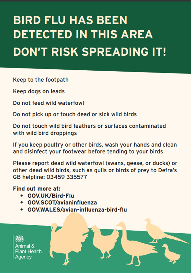 Bird Flu